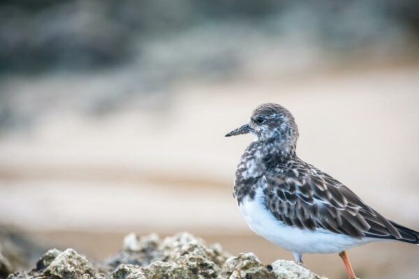 stage photo oiseaux