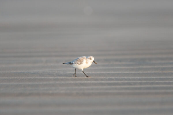 stage photo oiseaux