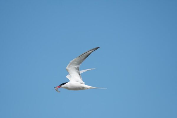 stage photo oiseaux