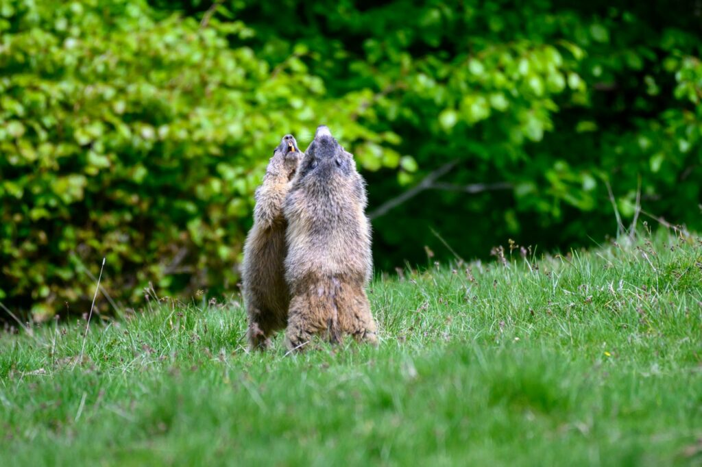 stage photo Vallée d'orlu