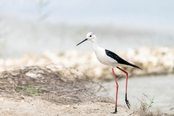 stage photo oiseaux