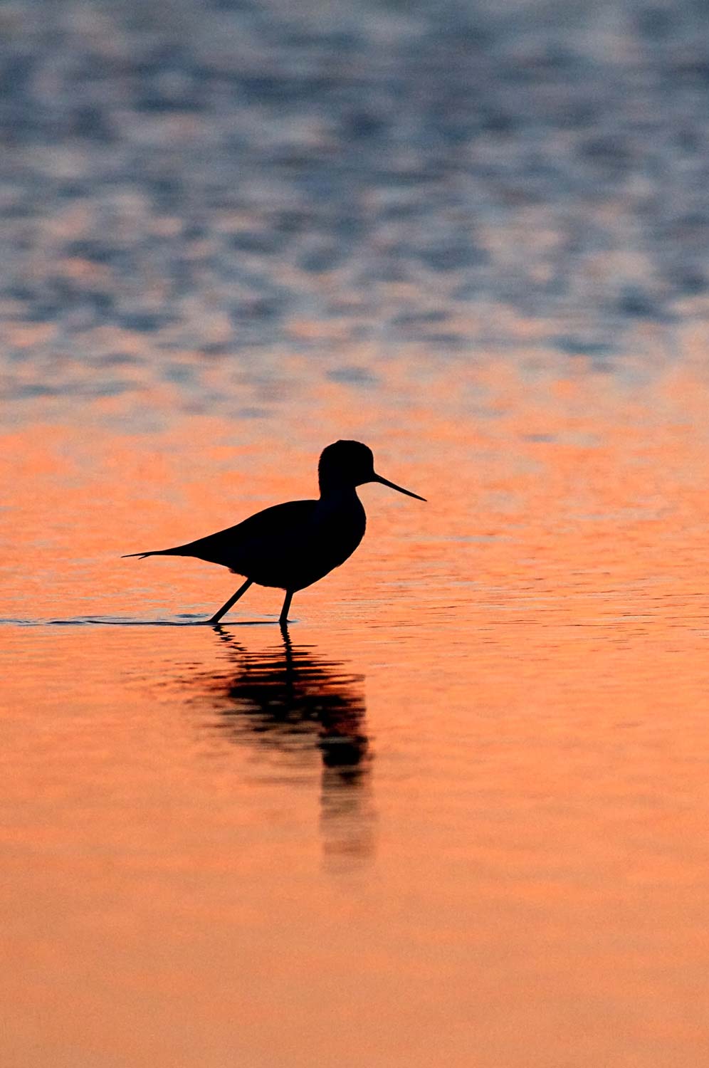 stage photo animalière Pyrénées