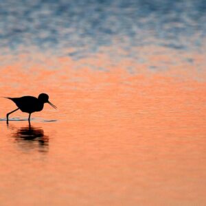 stage photo animalière Pyrénées