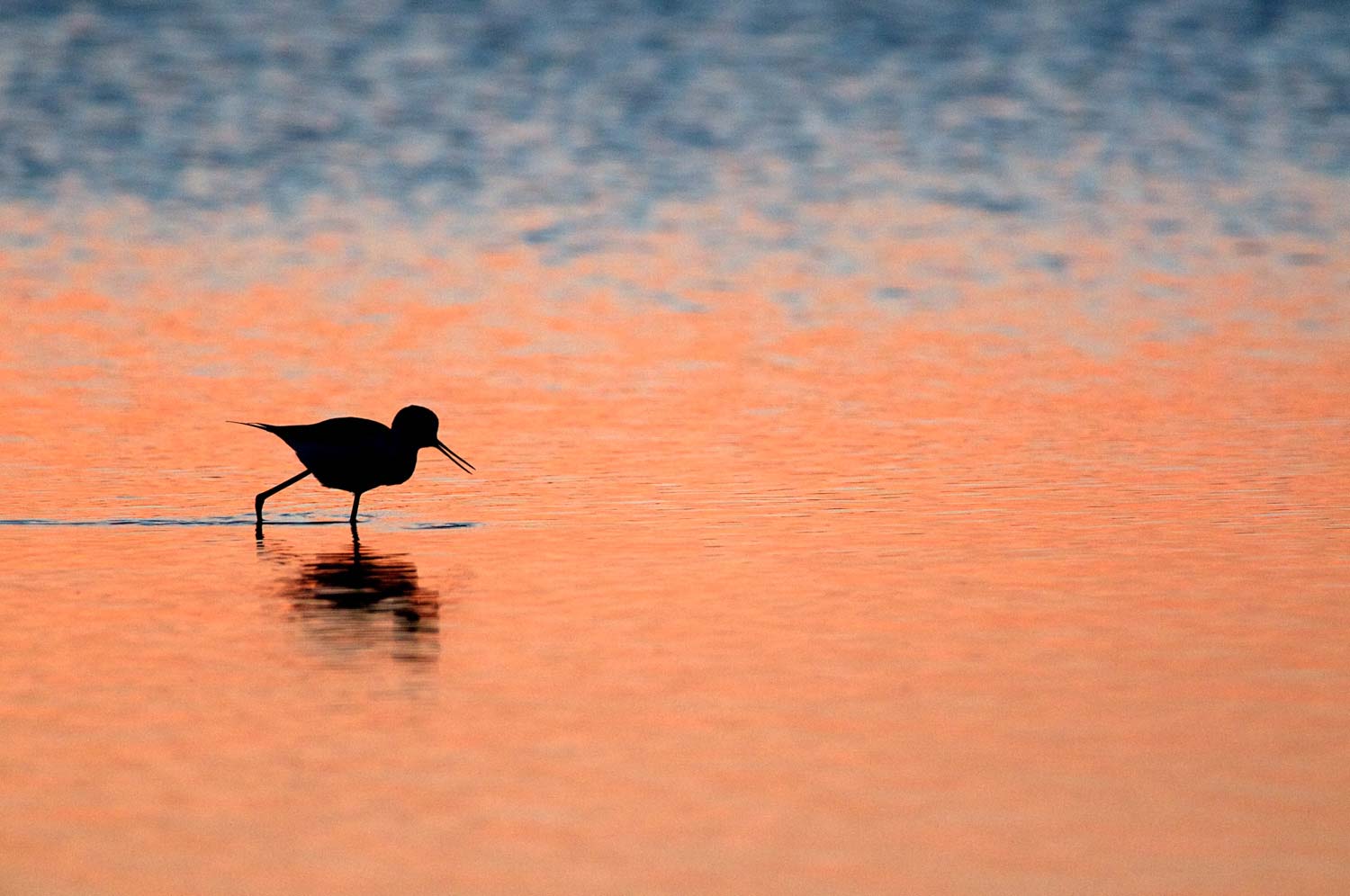 stage photo animalière Pyrénées