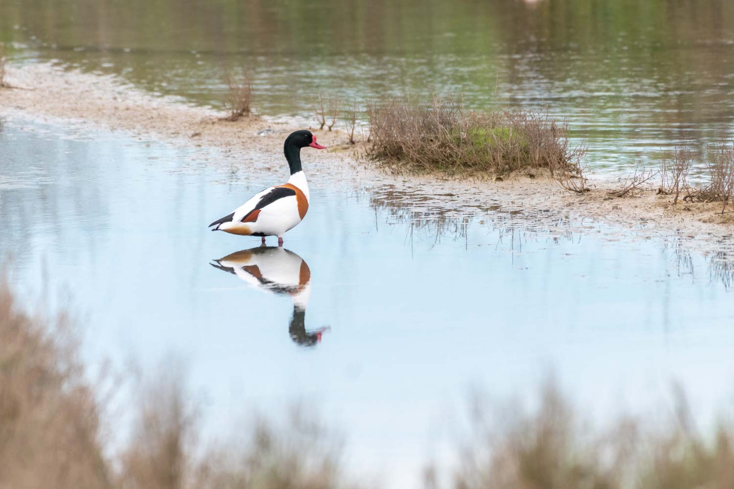 stage photo ornithologique