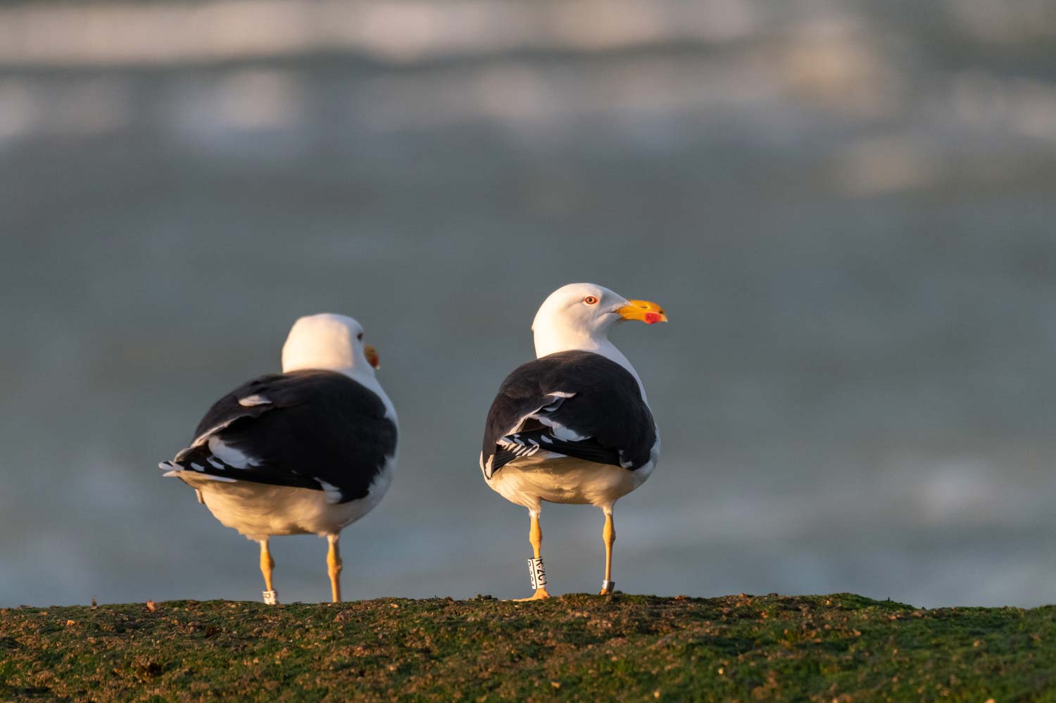 stage photo ornithologique