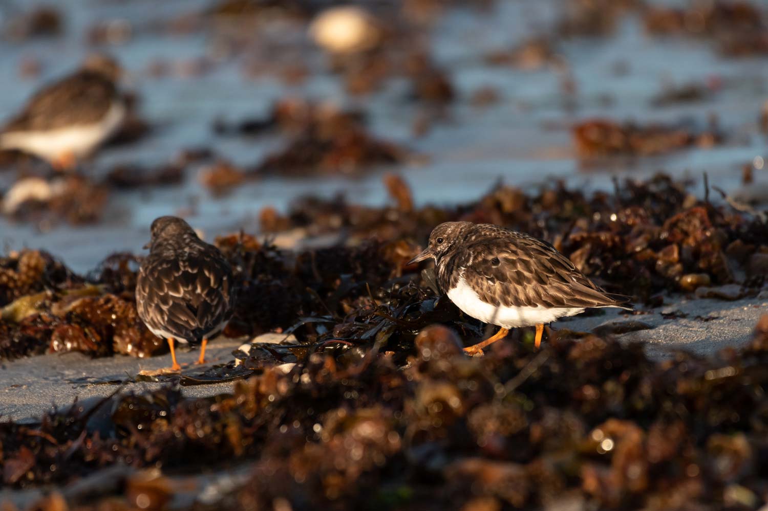 stage photo ornithologique
