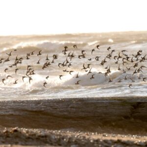 Stage photo ornithologique