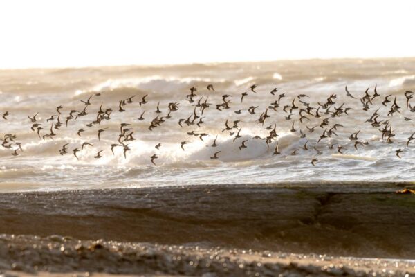 Stage photo ornithologique