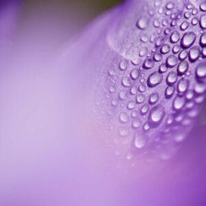 Stage photo macro pyrénées
