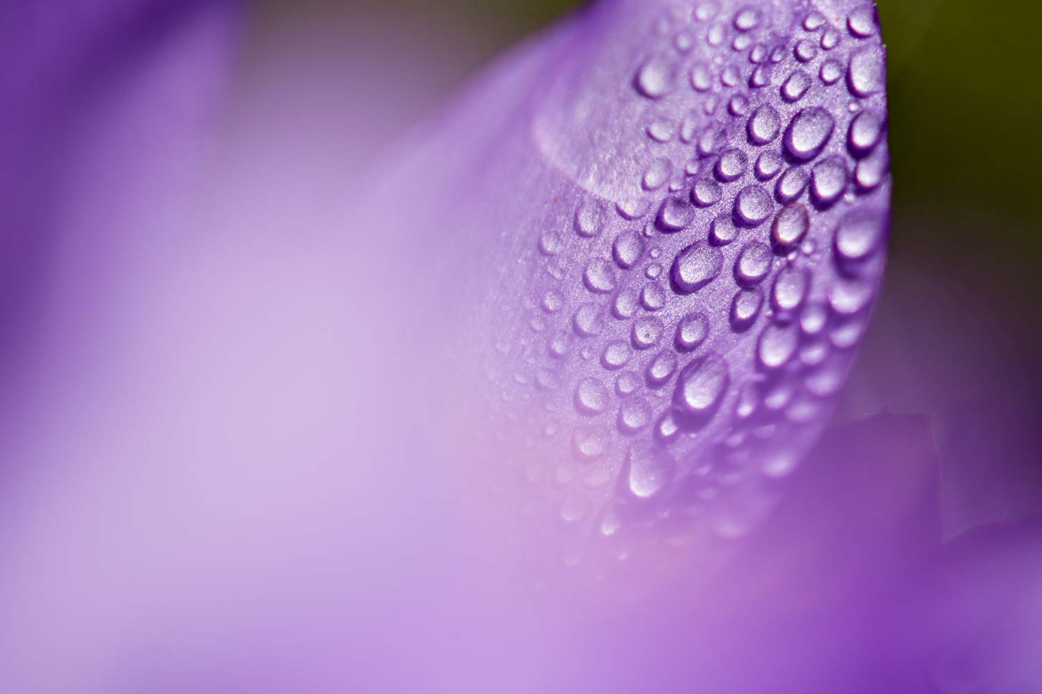 Stage photo macro pyrénées
