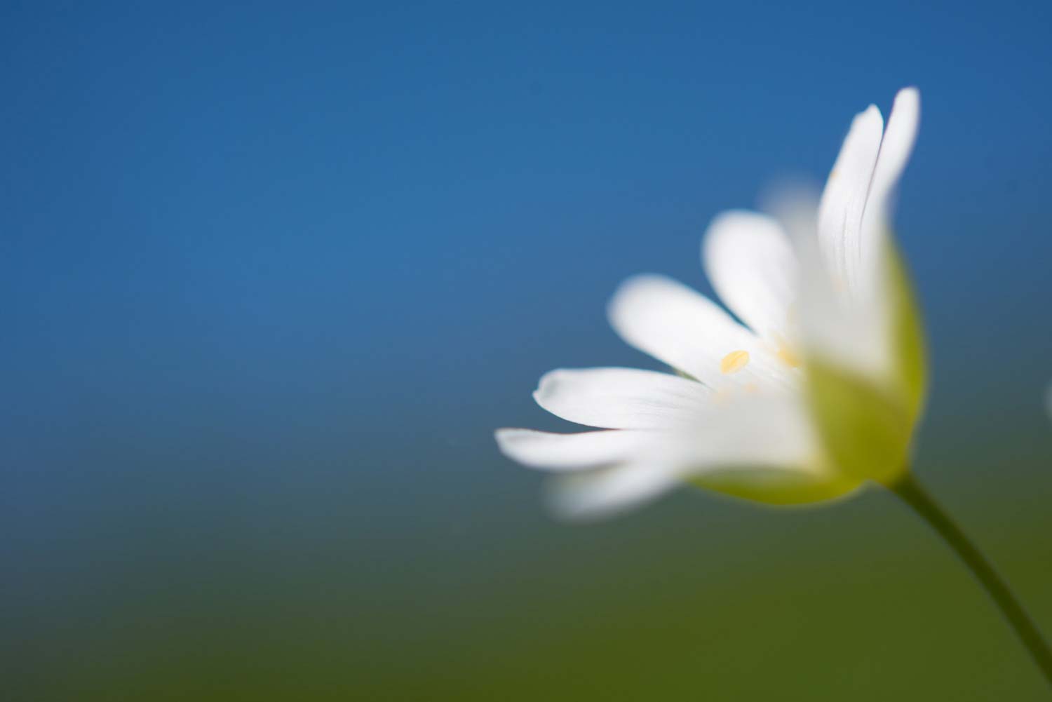 Stage photo macro pyrénées