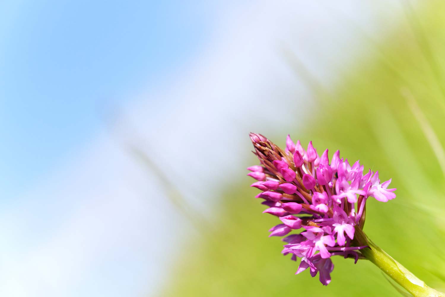 Stage photo macro pyrénées
