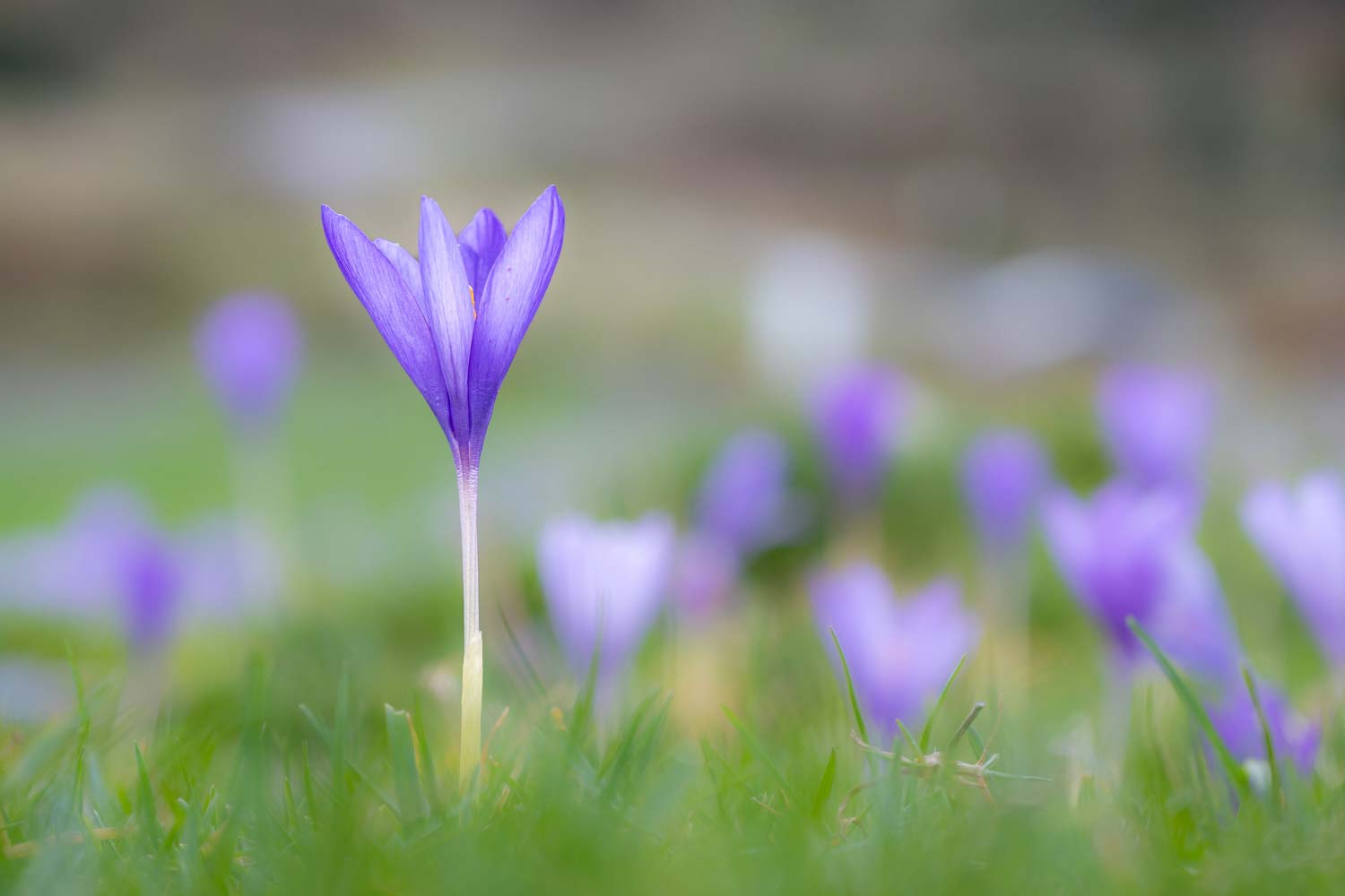 Stage photo macro pyrénées