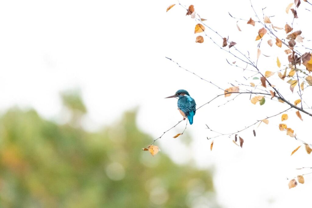 stage photo oiseaux