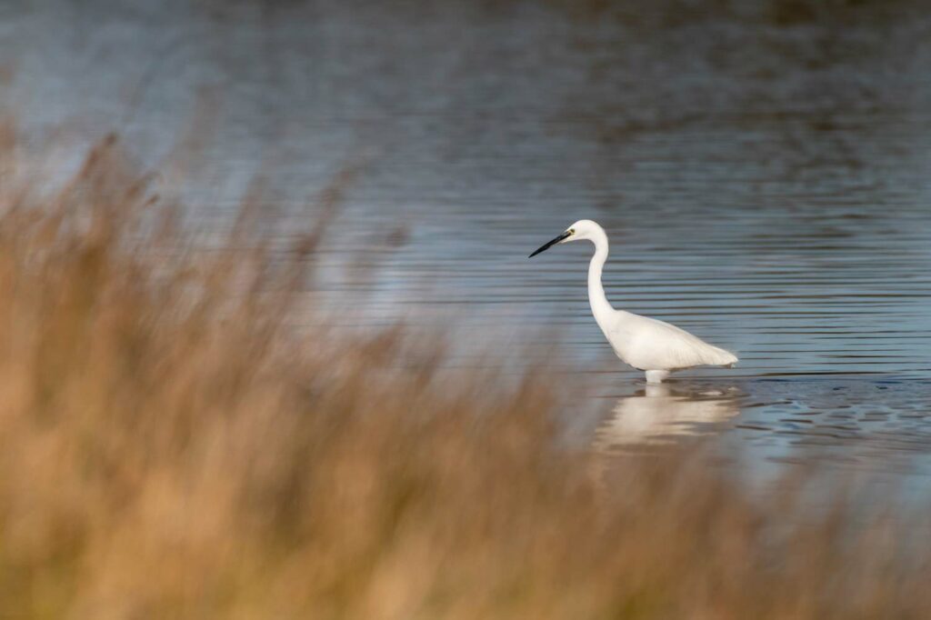 stage photo oiseaux