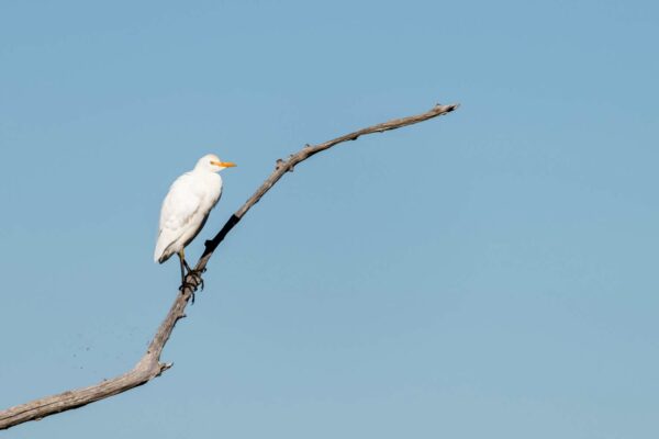 stage photo oiseaux