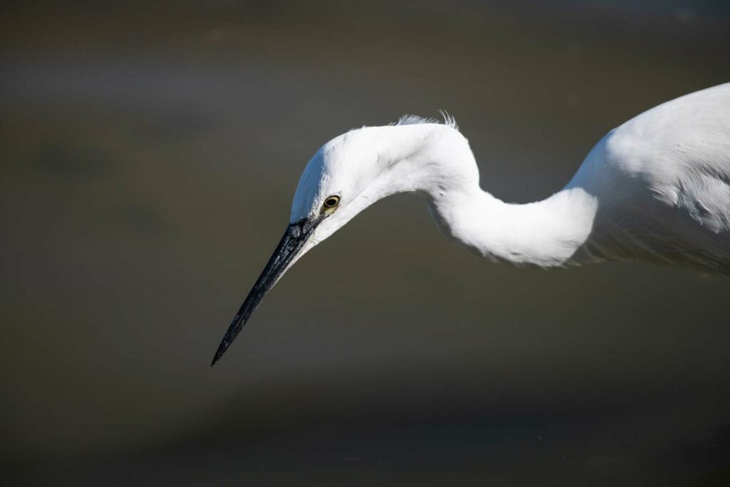 stage photo oiseaux