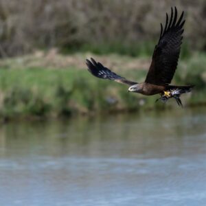 stage photo oiseaux
