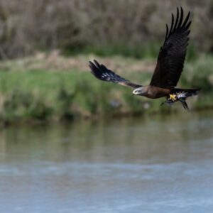 stage photo oiseaux