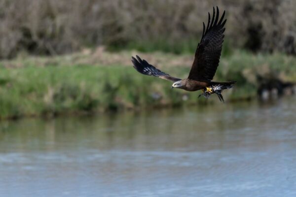 stage photo oiseaux