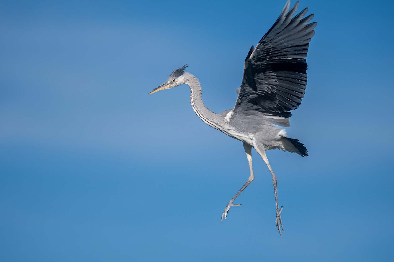stage photo camargue