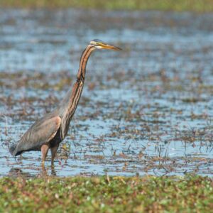 stage photo camargue