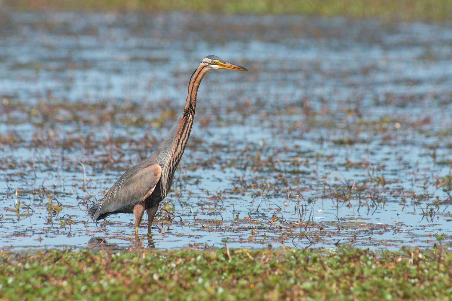 stage photo camargue
