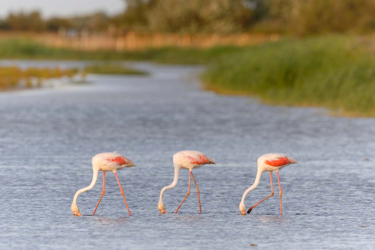 stage photo camargue