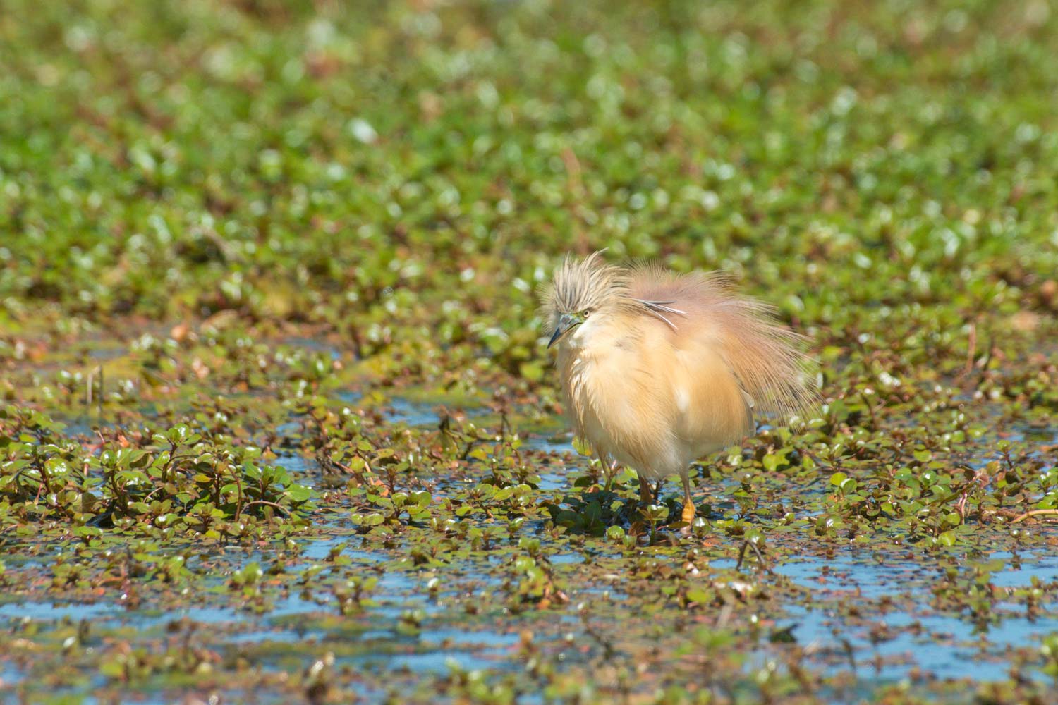 stage photo camargue