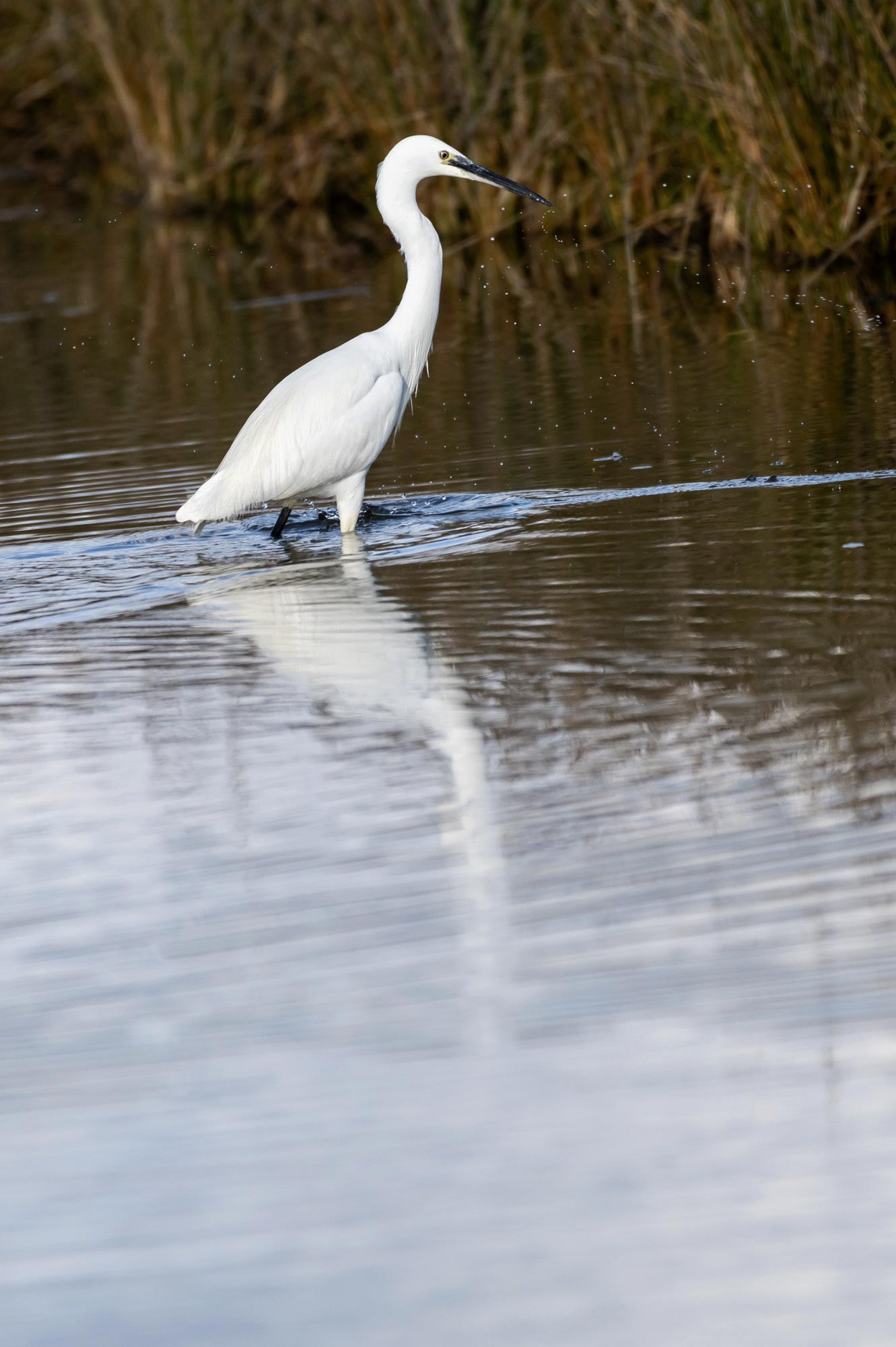 stage photo oiseaux brouage