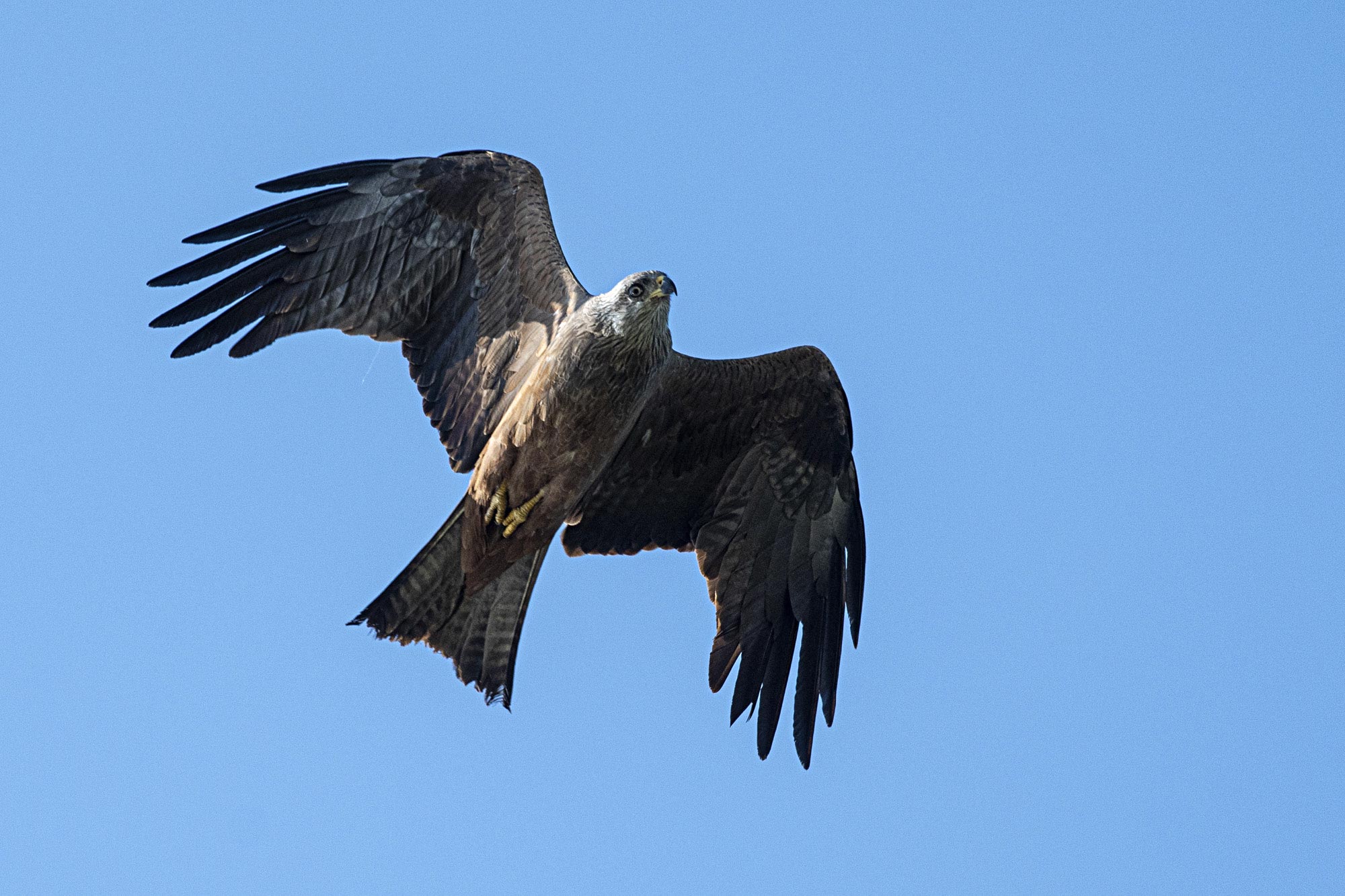 stage photo oiseaux brouage
