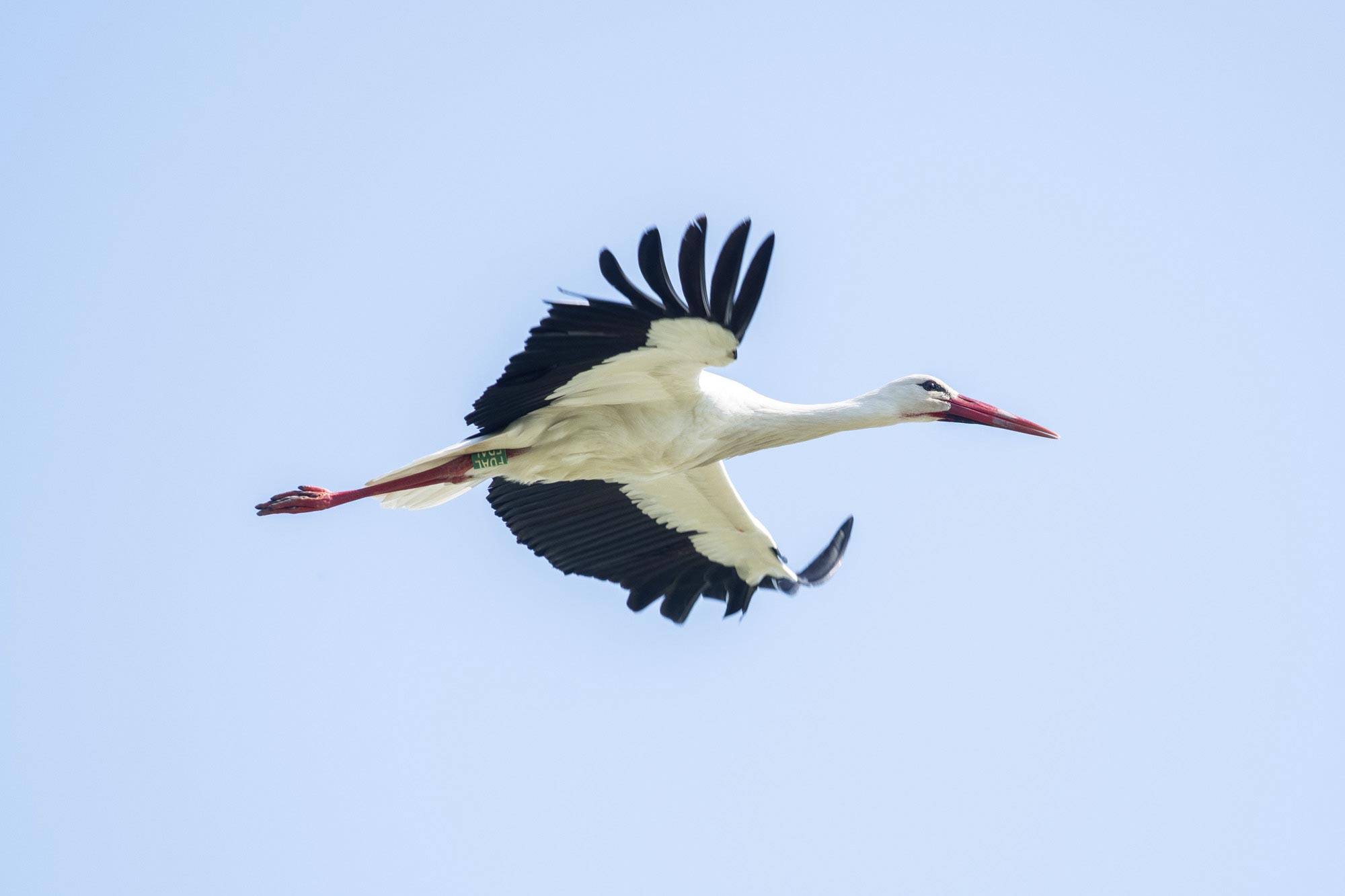 stage photo oiseaux brouage