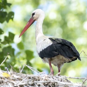 stage photo oiseaux brouage